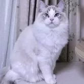 ラグドール【東京都・男の子・2025年5月18日・シールリンクスポイントバイカラー】の写真1