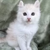 アメリカンカール