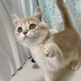 ブリティッシュショートヘア