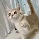 ブリティッシュショートヘア