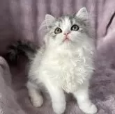 サイベリアン
