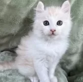 アメリカンカール