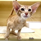 オリエンタルショートヘア