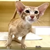 オリエンタルショートヘア