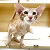 オリエンタルショートヘア【東京都・男の子・2025年5月6日・レッドタビー】の写真1