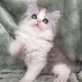 サイベリアン