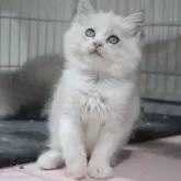 ラグドール【東京都・女の子・2025年10月18日・ブルーリンクスポイントバイカラー】の写真1