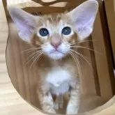 オリエンタルショートヘア
