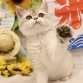 ブリティッシュショートヘア
