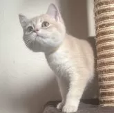 ブリティッシュショートヘア
