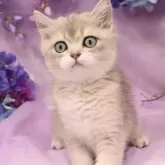 ブリティッシュショートヘア