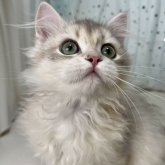 ブリティッシュロングヘア