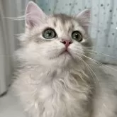 ブリティッシュロングヘア