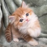 サイベリアン