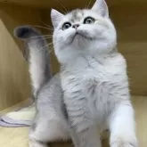 ブリティッシュショートヘア