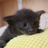 オリエンタルショートヘア