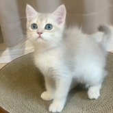 ブリティッシュショートヘア