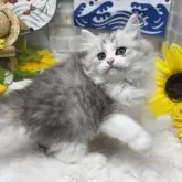 サイベリアン