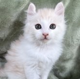 アメリカンカール