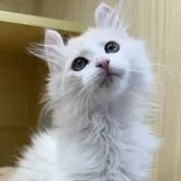 アメリカンカール