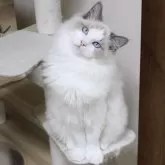 ラグドール【東京都・男の子・2025年5月28日・ブルーポイントバイカラー】の写真1