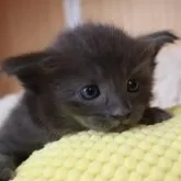 オリエンタルショートヘア