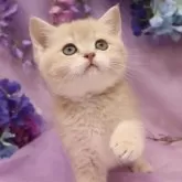ブリティッシュショートヘア