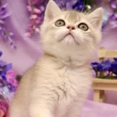ブリティッシュショートヘア
