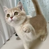 ブリティッシュショートヘア