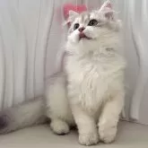 ブリティッシュロングヘア