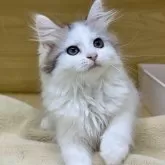サイベリアン