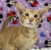 オリエンタルショートヘア