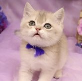 ブリティッシュショートヘア