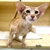 オリエンタルショートヘア
