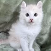 アメリカンカール