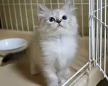 ラグドール【東京都・女の子・2025年8月24日・シールリンクスポイントミテッド】の写真2