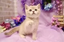 ブリティッシュショートヘア【東京都・男の子・2025年4月23日・ゴールデン】の写真2