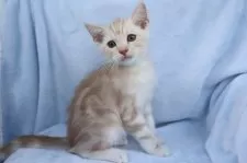 アメリカンショートヘア【東京都・男の子・2025年5月24日・クリームタビー&ホワイト】の写真3