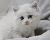 ラグドール【東京都・女の子・2025年10月18日・ブルーリンクスポイントバイカラー】の写真6