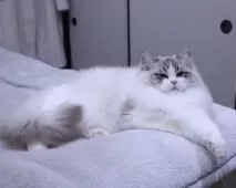 ラグドール【東京都・男の子・2025年5月14日・シールリンクスポイントバイカラー】の写真2