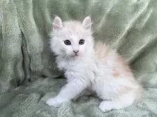 アメリカンカール【東京都・男の子・2025年10月4日・クリームタビー&ホワイト】の写真3