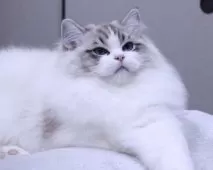 ラグドール【東京都・男の子・2025年5月14日・シールリンクスポイントバイカラー】の写真3