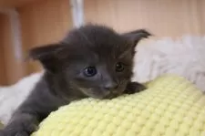 オリエンタルショートヘア【東京都・女の子・2025年9月30日・ブルー】の写真4