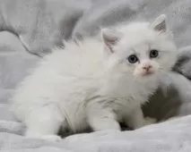 ラグドール【東京都・女の子・2025年10月18日・ブルーリンクスポイントバイカラー】の写真8