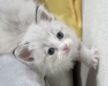 ラグドール【東京都・女の子・2025年10月18日・シールリンクスポイントバイカラー】の写真5