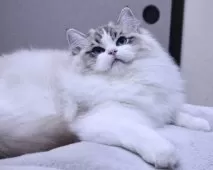 ラグドール【東京都・男の子・2025年5月14日・シールリンクスポイントバイカラー】の写真5