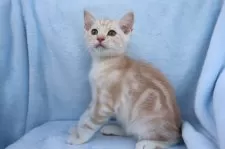 アメリカンショートヘア【東京都・男の子・2025年5月24日・クリームタビー&ホワイト】の写真6