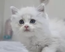 ラグドール【東京都・女の子・2025年10月18日・ブルーリンクスポイントバイカラー】の写真9