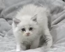 ラグドール【東京都・女の子・2025年10月18日・ブルーリンクスポイントバイカラー】の写真10