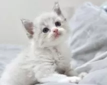 ラグドール【東京都・女の子・2025年10月18日・シールリンクスポイントバイカラー】の写真6